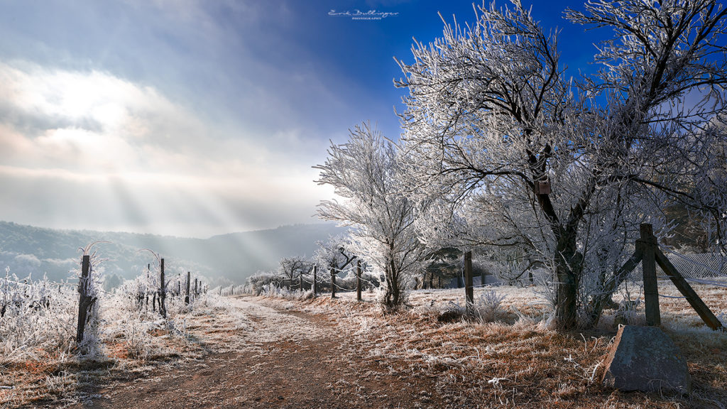 Frost in den Weinbergen