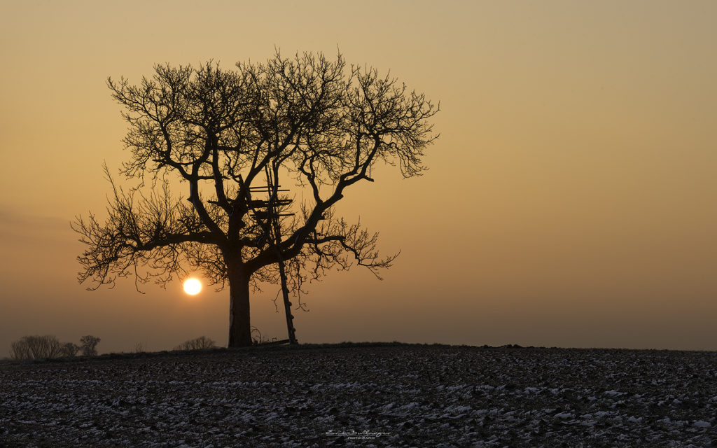 Ein alter Nussbaum im Frost der Felder