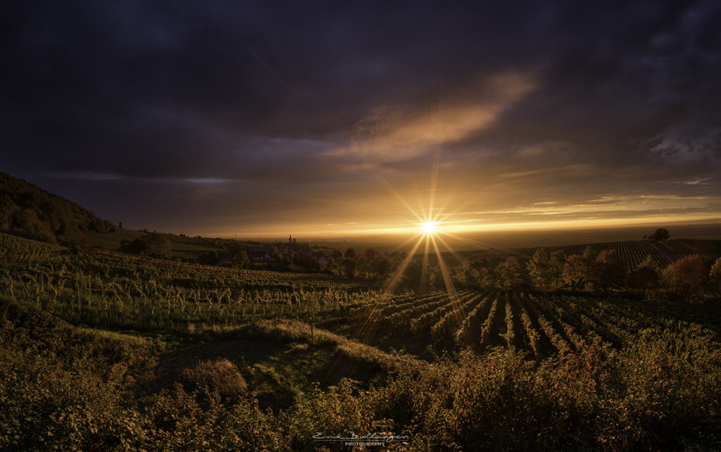 Sonnenaufgang in den Weinbergen