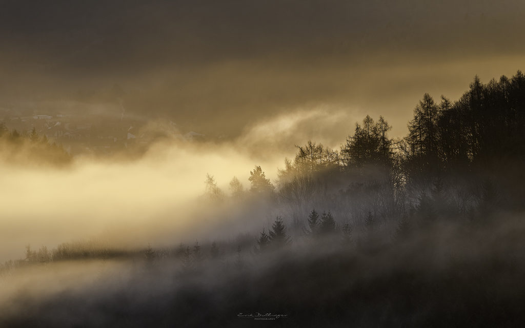 Mist in the trees