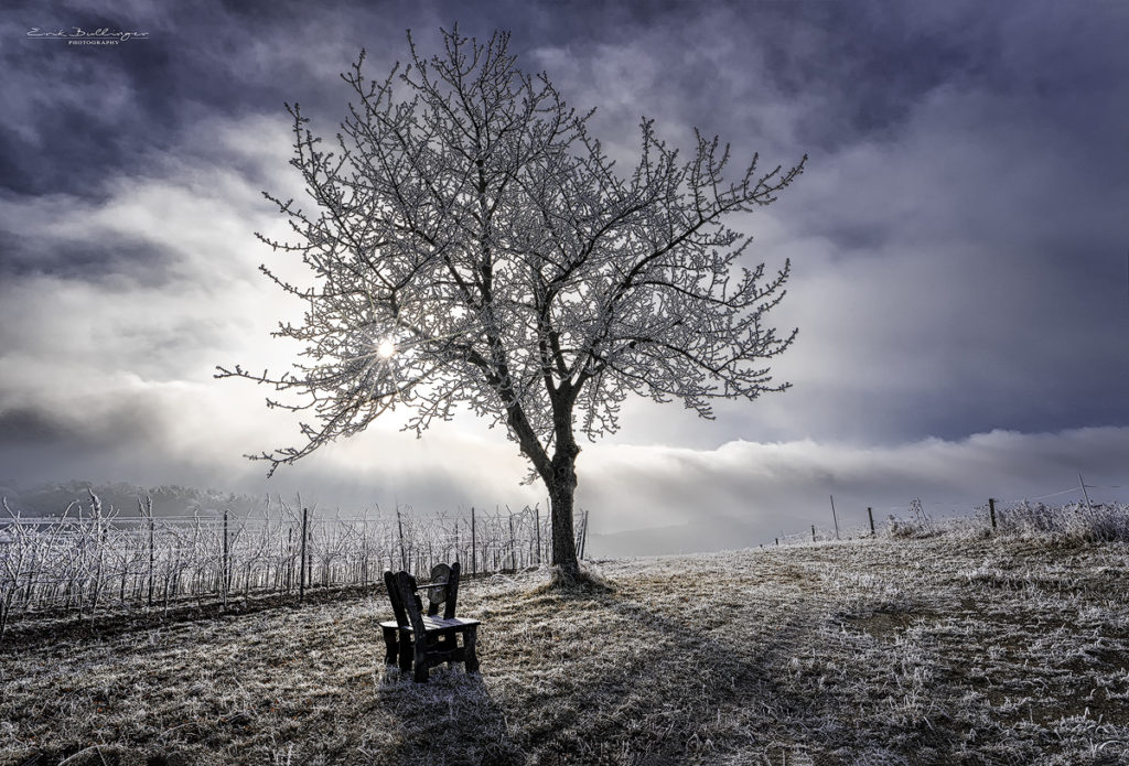 Winter in den Weinbergen