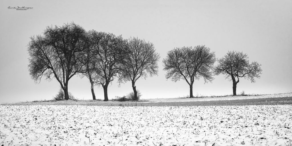 Winter in the Fields
